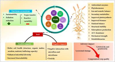 Synergistic interactions of nanoparticles and plant growth promoting rhizobacteria enhancing soil-plant systems: a multigenerational perspective